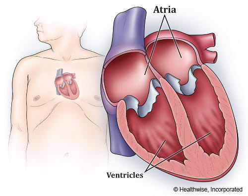image of a human heart showing Atria and Ventricles